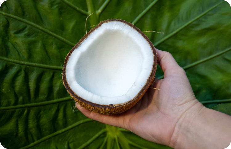 Eco-Friendly Natural Spa Shell Cleaner – EcoOne